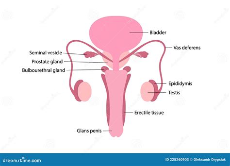 penis photo|Illustration Picture of Male Organs